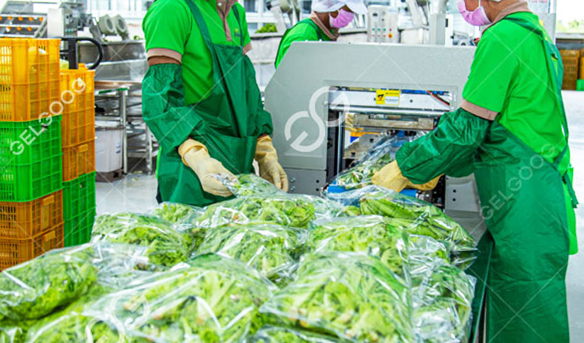 Projet De Traitement Des Légumes Cambodgiens.jpg