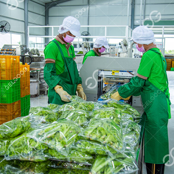 Selon le contrat, Gelgoog a fourni à Tropicam un ensemble complet de solutions de traitement des fruits et légumes, comprenant une ligne de production de calibrage des fruits et légumes. 